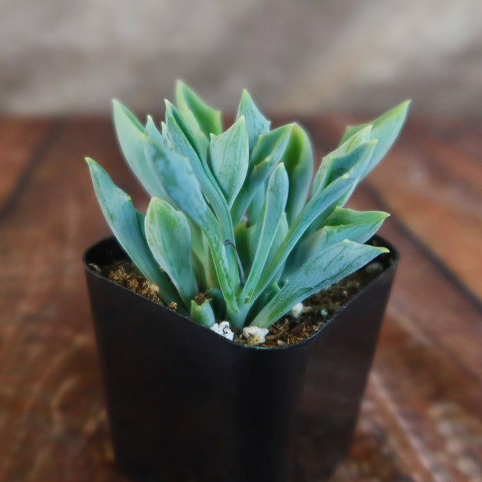 Spear Head ‘Senecio kleiniiformis’ succulent with pointed green leaves in a black plastic pot on wood, against a soft brown background.