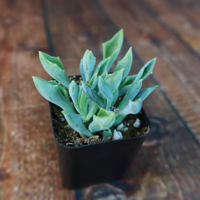 Spear Head ‘Senecio kleiniiformis’ succulent with blue-green pointed leaves in a black plastic pot on a rustic wooden surface.