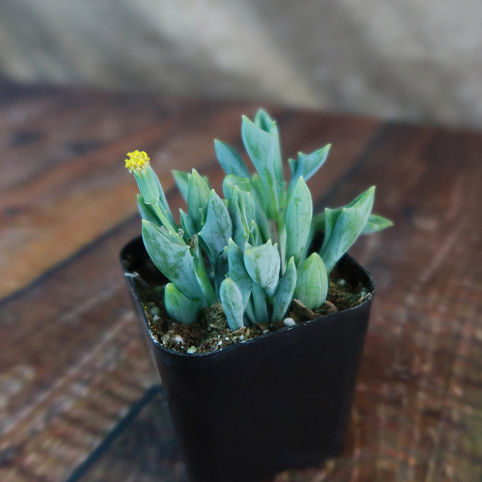 Spear Head ‘Senecio kleiniiformis’ succulent with thick pointed leaves and a small yellow flower in a black square pot on wood surface.