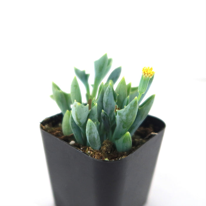 Spear Head ‘Senecio kleiniiformis’ succulent with thick upright leaves and a yellow flower in a square black pot on white background.