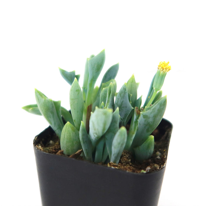 Spear Head ‘Senecio kleiniiformis’ succulent with thick pointed green leaves and a yellow flower in a black square pot on white background.