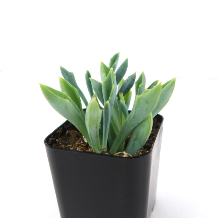 Spear Head ‘Senecio kleiniiformis’ succulent with pointed green leaves in a black square plastic pot with soil on a white background.
