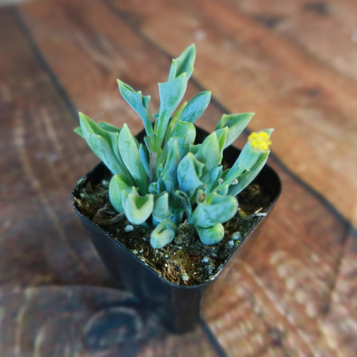 Spear Head (Senecio kleiniiformis) succulent with thick green finger-like leaves and a small yellow flower in a black plastic pot.