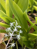 Speirantha convallarioides, False Lily-of-the-Valley