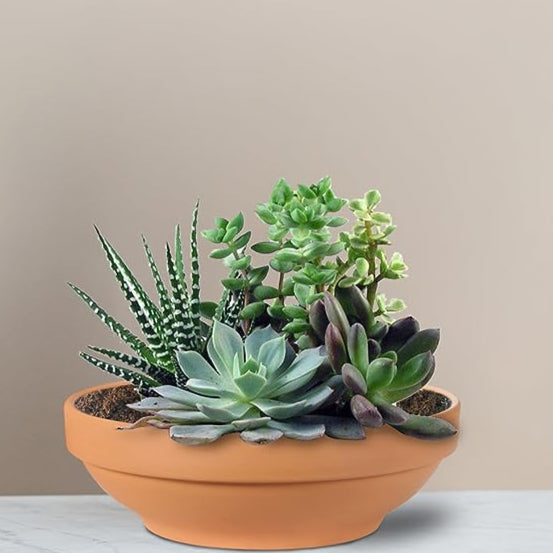 Front view of Terra Cotta Pot for Cactus and Succulents showcasing its terracotta finish with succulents on a neutral background