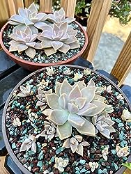 Top view of shallow terracotta succulent planter bowls filled with rosette succulents and decorative gravel