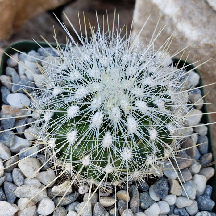 Thelocactus macdowellii cactus with dense white spines, nearly covering its green body, potted in light gray pebbles.