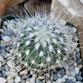 Thelocactus macdowellii cactus with dense white spines, nearly covering its green body, potted in light gray pebbles.