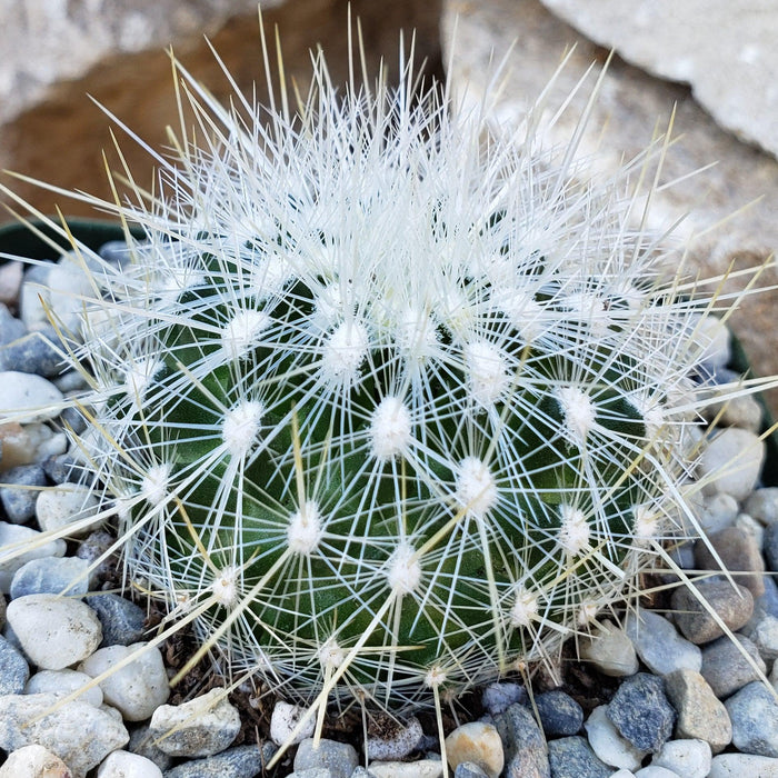 Thelocactus macdowellii cactus with dense white spines sits on gray and white pebbles, rocks in the background.