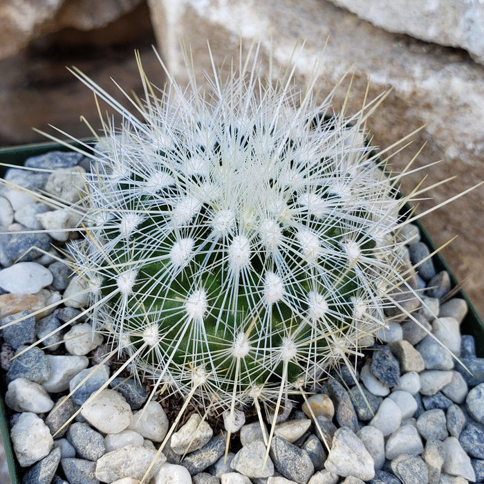 Thelocactus macdowellii, a frost-tolerant cactus with white spines and a striking geometric design, in a pot with gray and white pebbles.