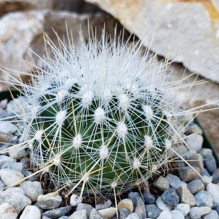 A single Thelocactus macdowellii cactus with long white spines grows among rocks and pebbles, set against a soft stone background.