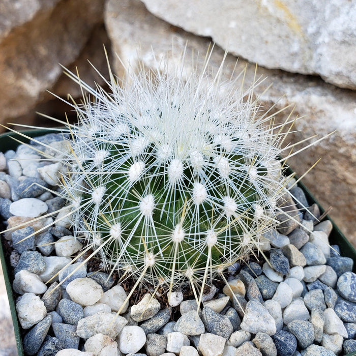 Thelocactus macdowellii cactus with long white spines in a pot of gray and white rocks, displayed against a stone background.