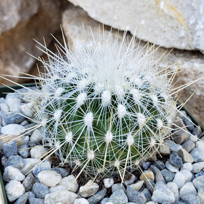 Thelocactus macdowellii with white needles adds striking texture and is frost tolerant, ideal for any cactus or succulent collection.