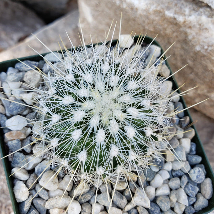 Thelocactus macdowellii cactus with dense white spines in a pot of gray pebbles, viewed from above against a rocky background.