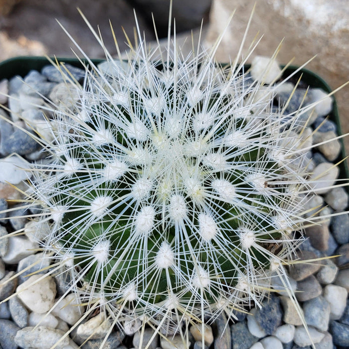 Close-up top view of Thelocactus macdowellii cactus with dense white spines on a green body, surrounded by small gray and white pebbles.