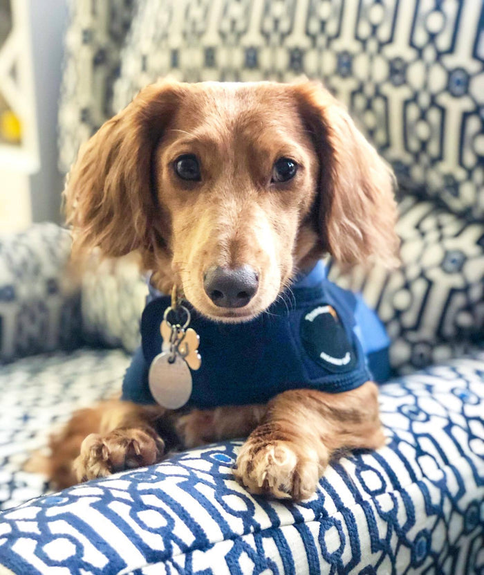 Thunderworks ThunderShirt for Dogs: Blue Polo (Small (15-25 Lbs))