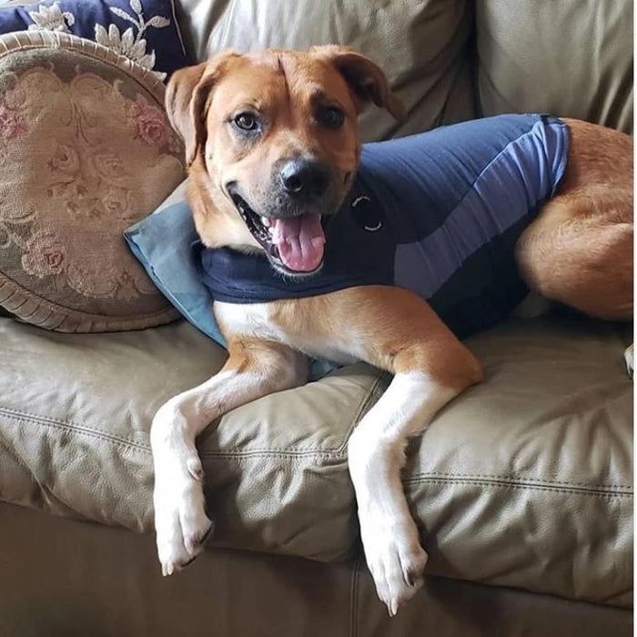 Thunderworks ThunderShirt for Dogs: Blue Polo (Small (15-25 Lbs))