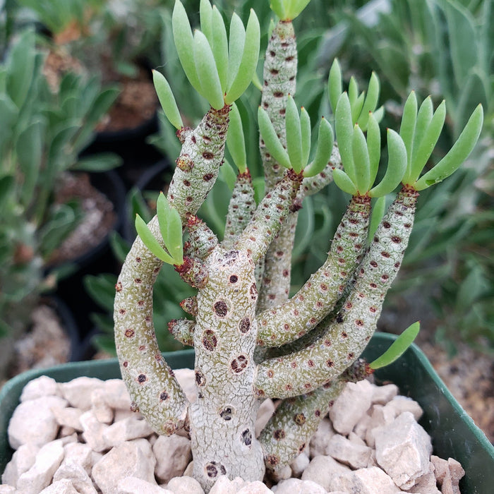 Tylecodon bucholzianus is a winter-blooming succulent with thick, speckled stems and narrow green leaf clusters, perfect for pots with light-colored rocks.