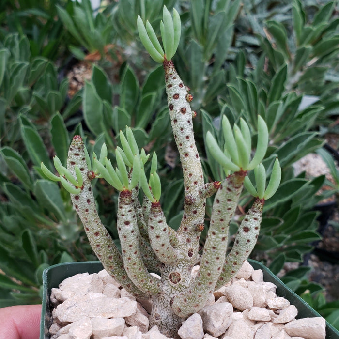 A hand holds a potted Tylecodon bucholzianus, a winter-blooming succulent with thick, speckled upright stems and clusters of slender green leaves at the tips. The pot has light rocks, with leafy green plants in the background.