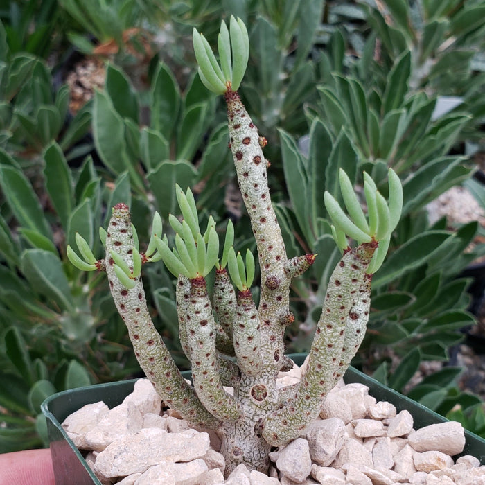Tylecodon bucholzianus, a winter-blooming succulent with thick, spotted stems and narrow green leaf clusters, grows in a pot with white rocks and is surrounded by other green plants.
