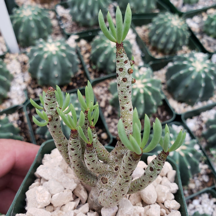 A hand holds a small potted Tylecodon bucholzianus, a winter-blooming succulent with tall, narrow, spotted stems and slender green leaves. Round, ribbed cacti sit on white gravel in the background.