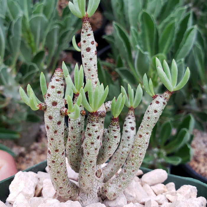 Tylecodon bucholzianus, a winter-blooming succulent with upright tubular stems marked by brown spots and green leaves, grows in a pot of white gravel. Blurred green foliage is visible in the background.