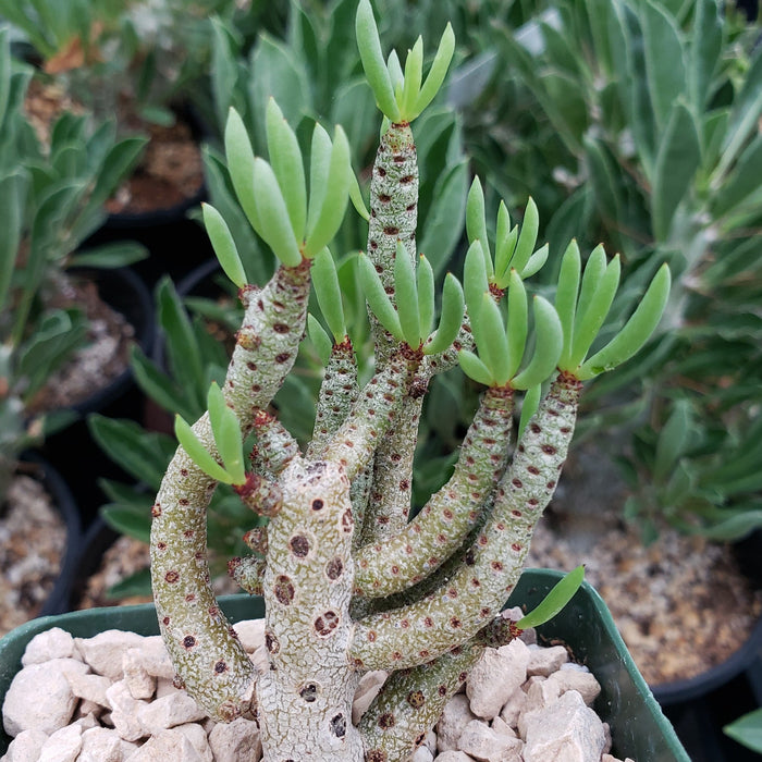 A close-up of Tylecodon bucholzianus, a winter-blooming succulent with upright, branched stems and slender green leaves, grows in a pot of white stones. Other plants appear blurred in the background.