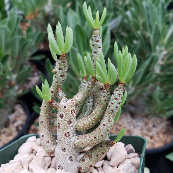 A close-up of Tylecodon bucholzianus, a winter-blooming succulent with tall, segmented, spotted stems and clusters of narrow green leaves at the tips, shown in a pot with light-colored rocks; other plants appear blurred in the background.