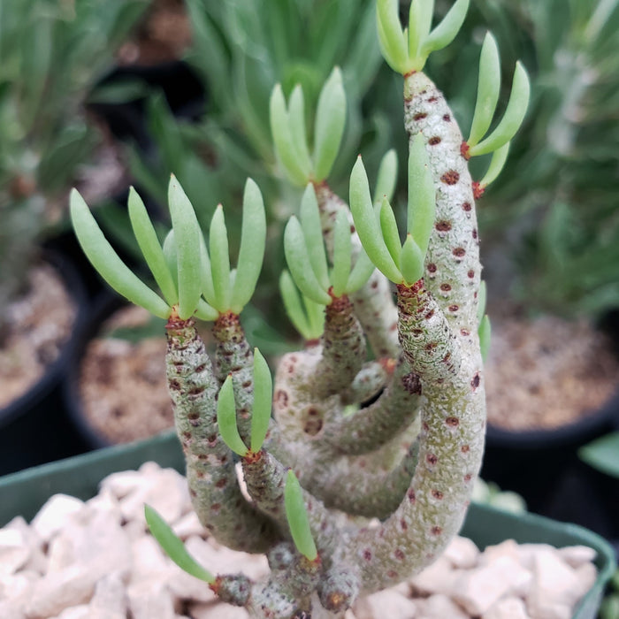 A close-up of Tylecodon bucholzianus, a succulent with segmented upright stems speckled with brown, and clusters of narrow green leaves, shown potted in light-colored gravel.