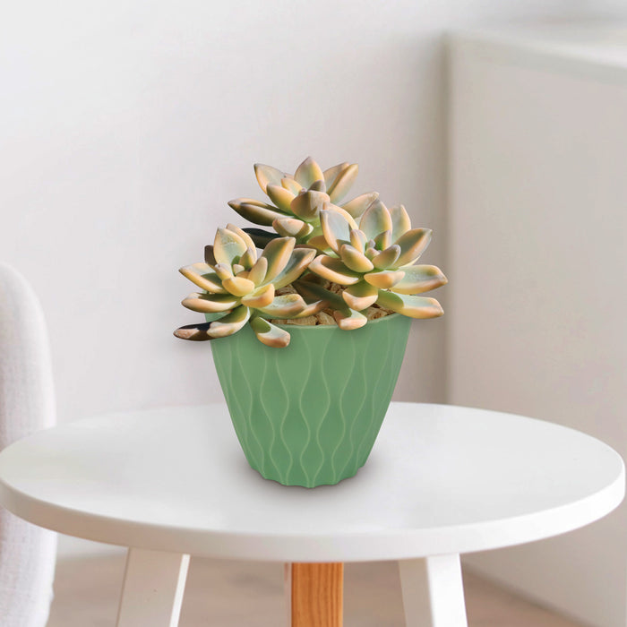 Front view of Variegated Ghost Plant showing variegated rosette leaves in a green pot on a white table