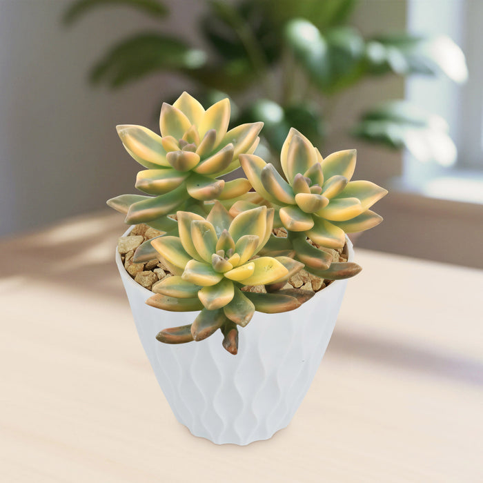 Front view of Variegated Ghost Plant Graptopetalum Paraguayense Variegata showcasing multicolored rosettes in a white pot