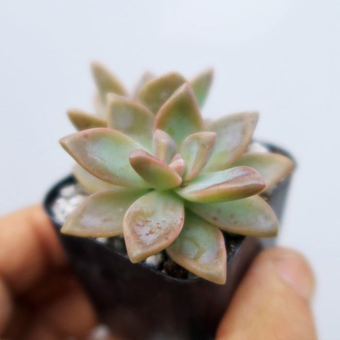 A hand holds a small black pot with a Variegated Ghost Plant showing green and pink rosette leaves over white pebbles, blurred background.