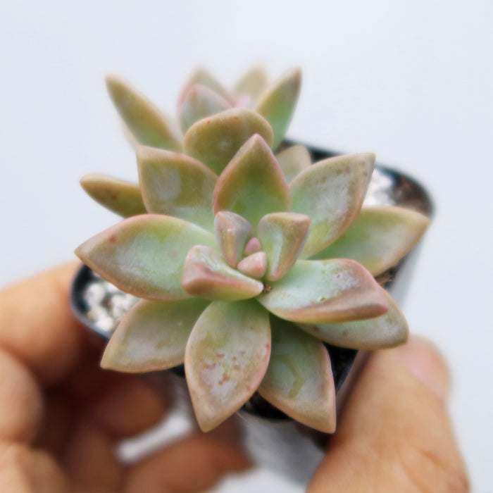 A hand holds a Variegated Ghost Plant with pale green and pink leaves in a small pot, set against a plain white background.