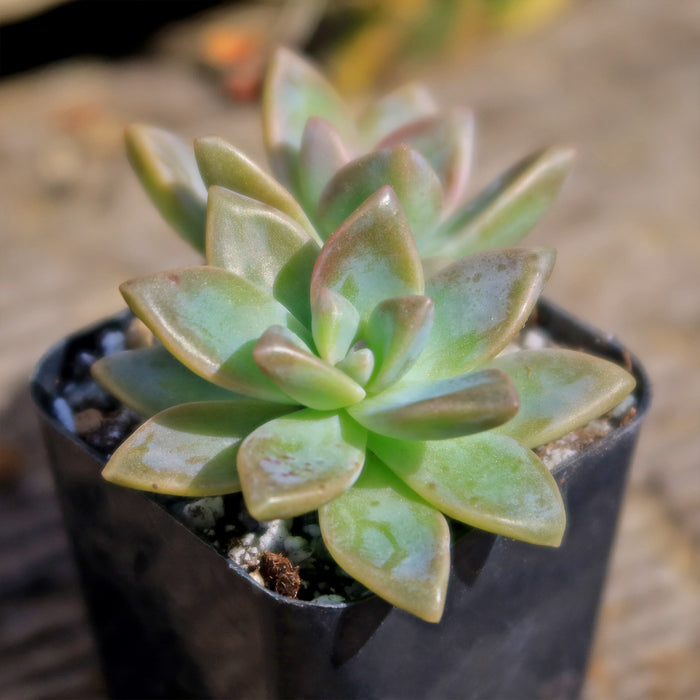 Close-up of a Variegated Ghost Plant with green leaves edged in pink and purple, in a small black pot on a wooden surface.