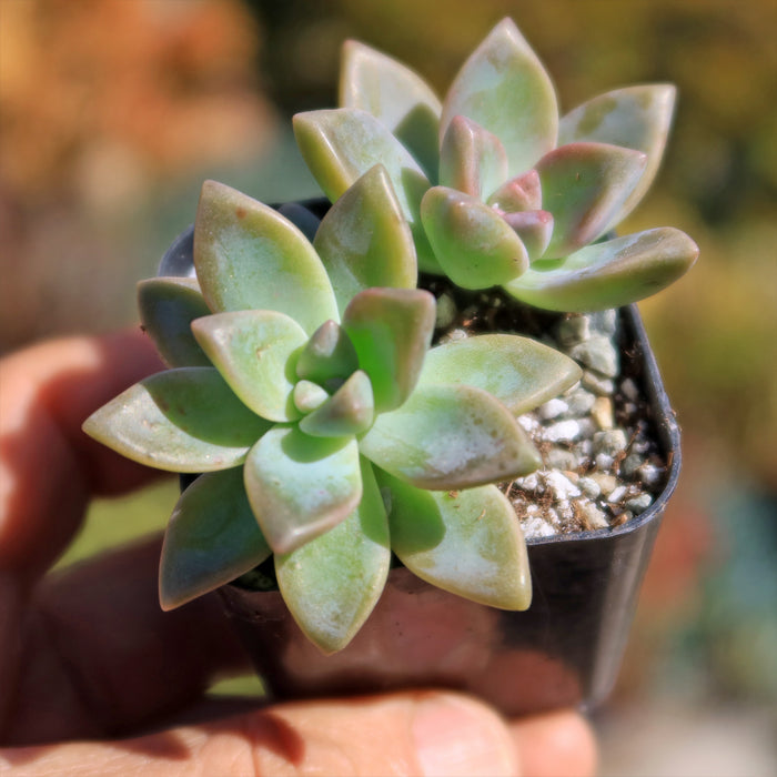 A hand holds a small black pot with two green succulents, including a Variegated Ghost Plant with purple-tinted pointed leaves.