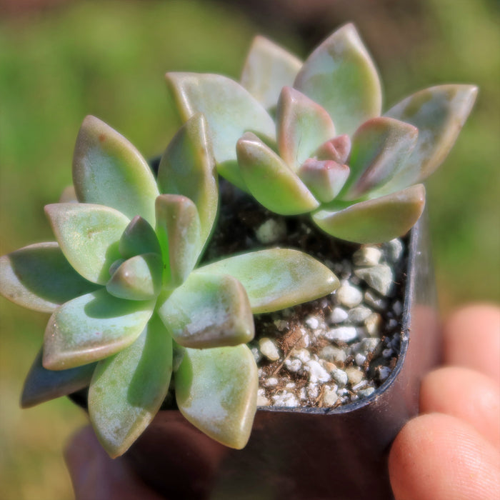 A hand holds a small black pot with two Variegated Ghost Plants showing green and pink leaves in soil with white pebbles.