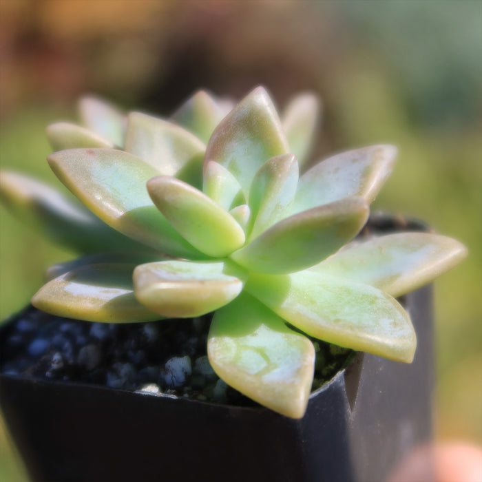 Close-up of a Variegated Ghost Plant with thick, rosette leaves in a small black pot, set against a softly blurred warm background.