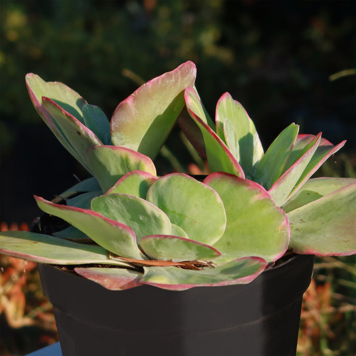 Close-up of variegated paddle plant Kalanchoe luciae Fantastic showcasing pink edged leaves in a black pot