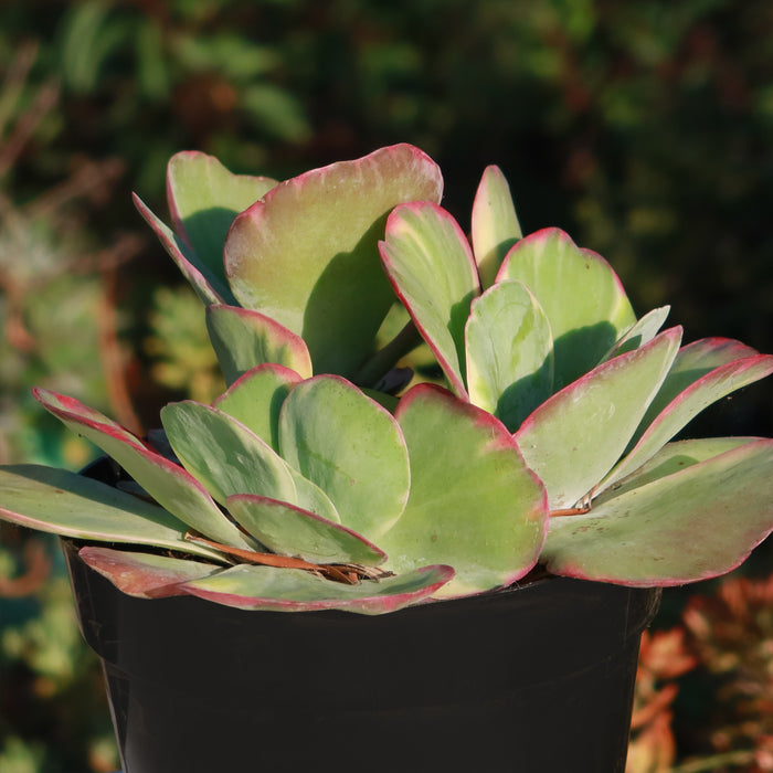 Close-up of Variegated Paddle Plant Kalanchoe luciae Fantastic with variegated leaves in a black pot