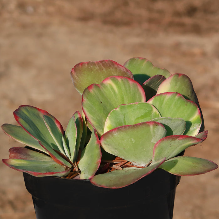 Close-up of Variegated Paddle Plant Kalanchoe luciae Fantastic showcasing red-edged green leaves in a black pot