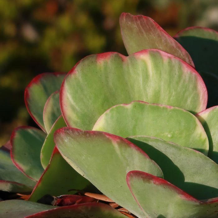Close-up of Variegated Paddle Plant Kalanchoe luciae Fantastic showcasing green leaves with pink edges on a dark background
