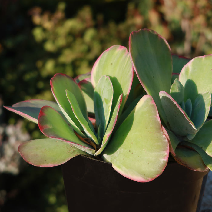 Close-up of Variegated Paddle Plant Kalanchoe luciae Fantastic showcasing cream and green leaves with pink edges in a black pot