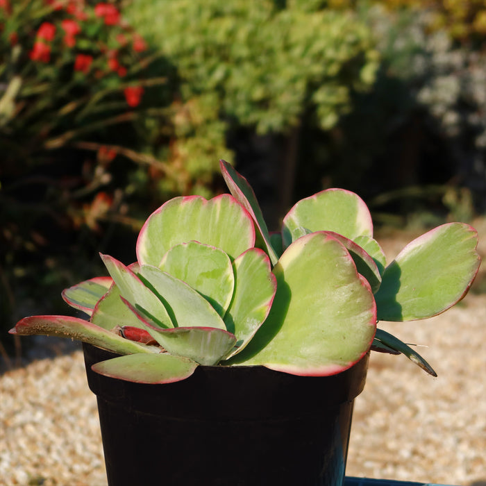View of Variegated Paddle Plant Kalanchoe luciae Fantastic showcasing red edged leaves in a black pot outdoors