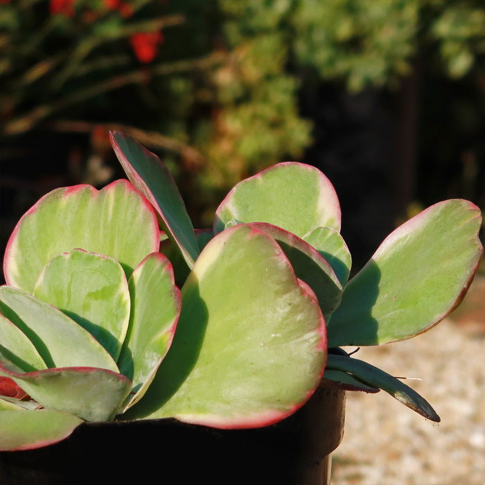 Close-up of Variegated Paddle Plant Kalanchoe luciae Fantastic with pale green paddle-shaped leaves and reddish edges
