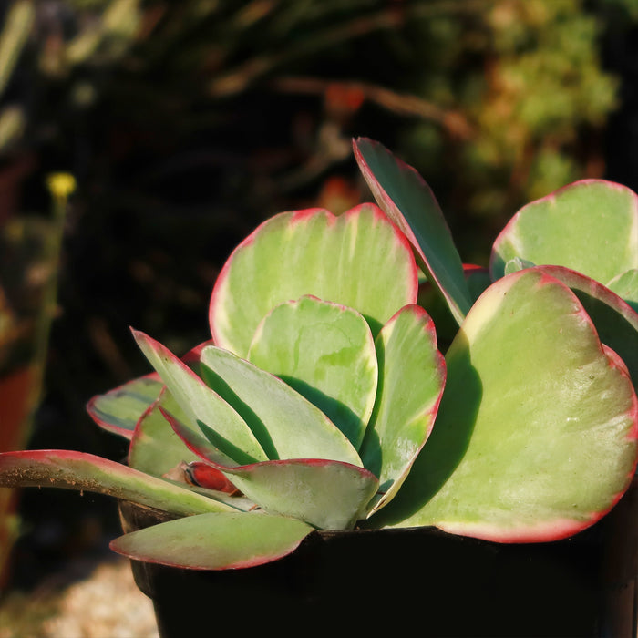 Close-up of Variegated Paddle Plant Kalanchoe luciae Fantastic showcasing cream-edged green leaves and red margins