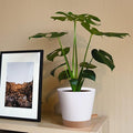 Front view of white 6-inch self-watering plastic plant pot showcasing its tapered design with a leafy houseplant on a wooden shelf