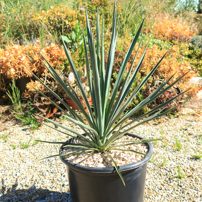Front view of Yucca Blue Sentry showcasing blue-gray upright leaves in a black nursery pot with a gravel garden background