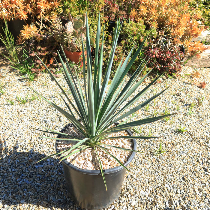 Yucca Blue Sentry in a black plastic pot on outdoor gravel, sunlight on its spiky green leaves, with succulents in the background.