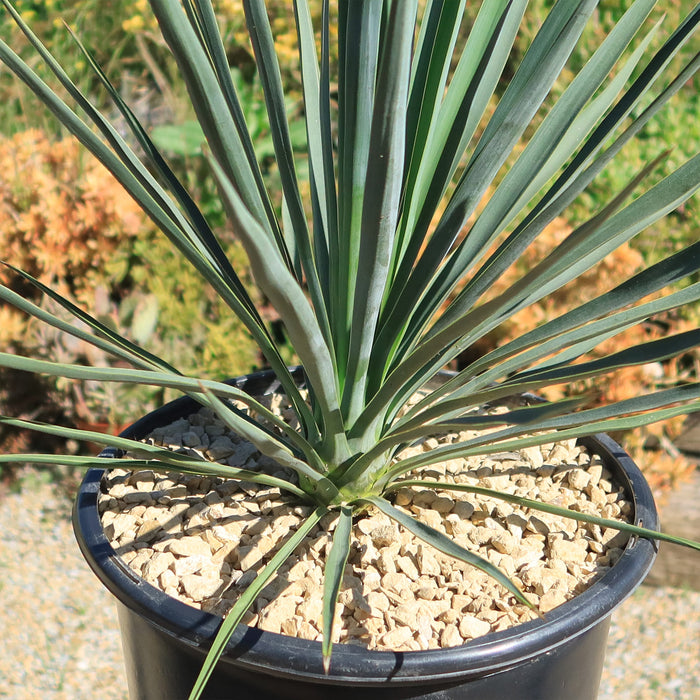 Yucca Blue Sentry with long blue-gray leaves in light gravel inside a black pot, set against a softly blurred green background.