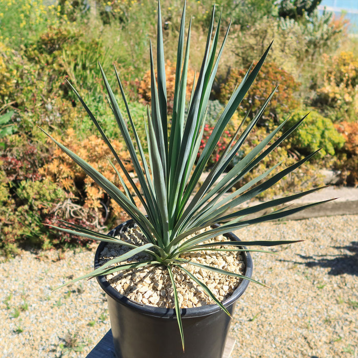 Yucca Blue Sentry in a black pot with light gravel, featuring spiky green leaves, displayed outdoors among garden plants and greenery.